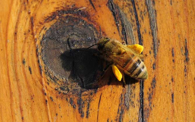 如何自學養(yǎng)蜂技術(shù)（新手怎樣學養(yǎng)蜜蜂）