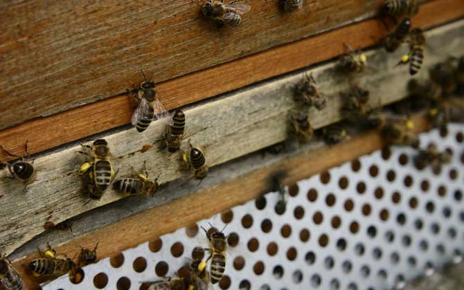 如何自學養(yǎng)蜂技術(shù)（新手怎樣學養(yǎng)蜜蜂）