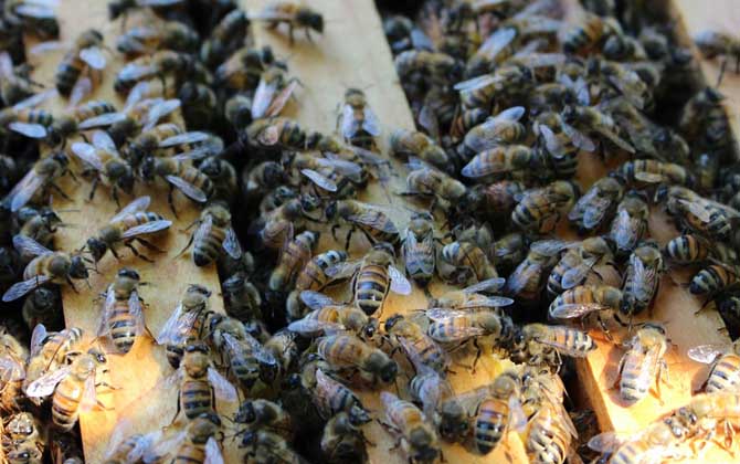 如何自學養(yǎng)蜂技術(shù)（新手怎樣學養(yǎng)蜜蜂）