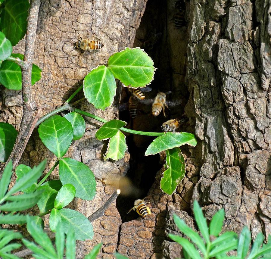 如何引誘捕捉別人家的蜜蜂(別人養的蜜蜂能不能誘到)