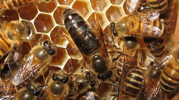 蜂王夏季為什么會停止產卵？養蜂人應該如何應對？