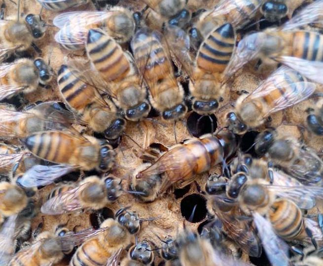 蜂王夏季為什么會停止產卵？養蜂人應該如何應對？