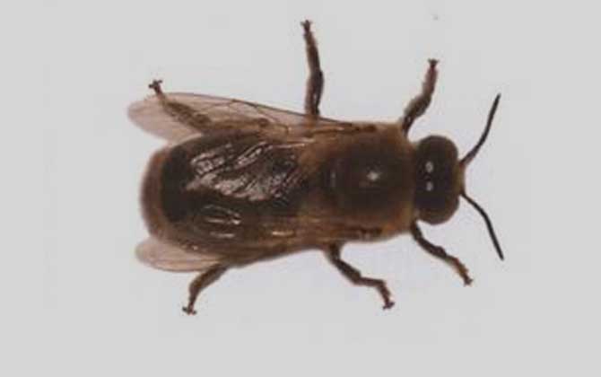 卡尼鄂拉蜂的生產(chǎn)性能怎么樣（卡尼鄂拉蜂蜂種論述）