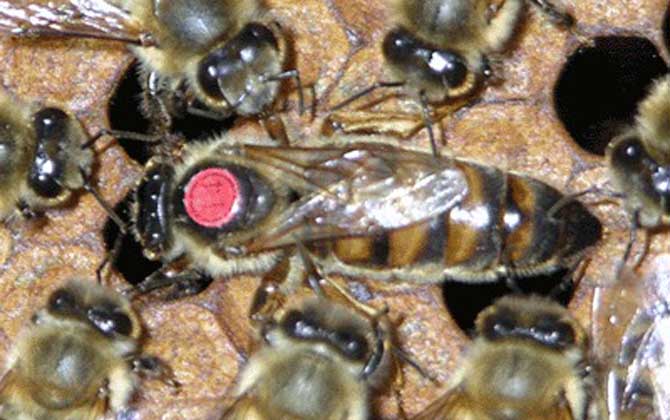 卡尼鄂拉蜂的生產(chǎn)性能怎么樣（卡尼鄂拉蜂蜂種論述）