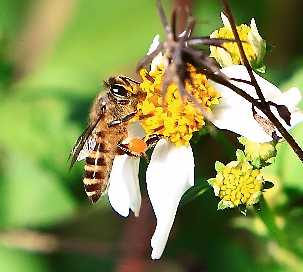 蜜蜂養殖場可以出售嗎(養蜂場的蜂蜜可以往外賣么) 蜜蜂養殖場可以出售嗎(養蜂場的蜂蜜可以往外賣么)