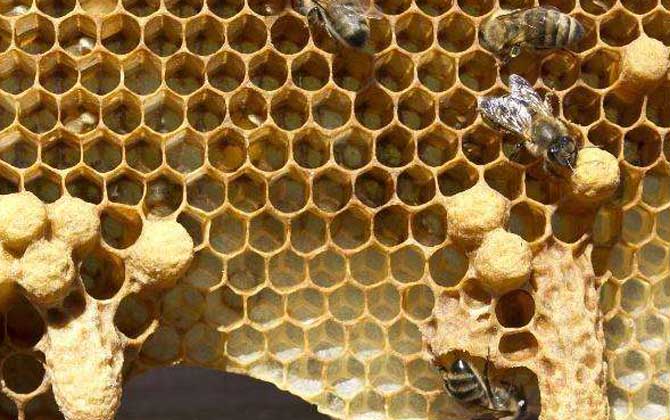 急造王臺期間會工產(chǎn)嗎 急造王臺期間會工產(chǎn)嗎