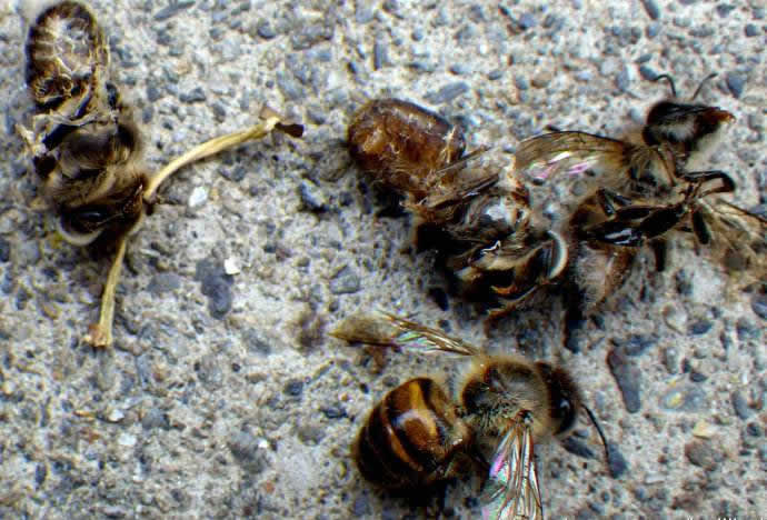 中華蜜蜂常見的疾病是什么，該怎么防治？