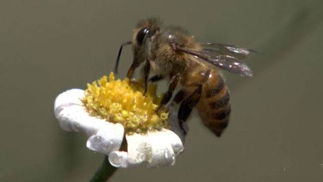 中華蜜蜂常見的疾病是什么，該怎么防治？