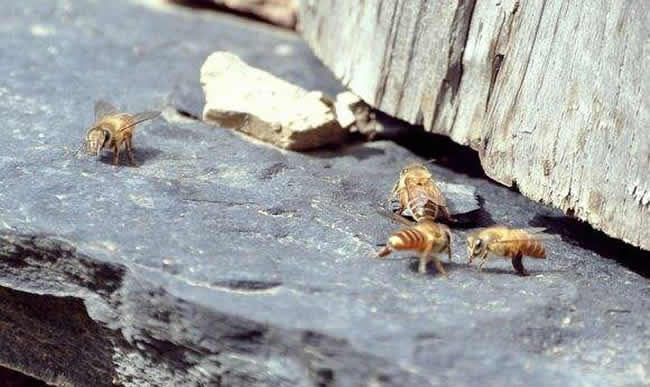 中華蜜蜂常見的疾病是什么，該怎么防治？