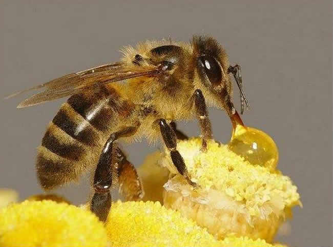 中華蜜蜂常見的疾病是什么，該怎么防治？