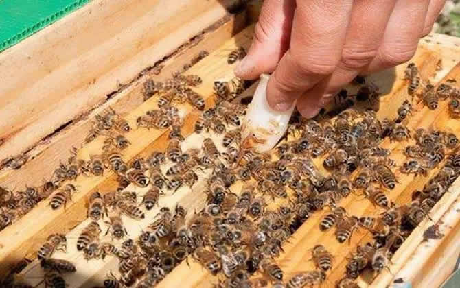 蜂王是公的還是母的? 蜂王