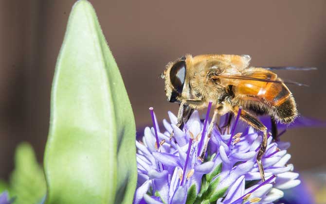被馬蜂蟄了要觀察多久