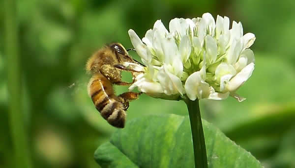 【蜜蜂知識】什么品種的中蜂蜂王最好？