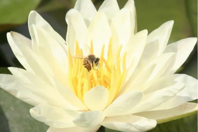 【蜜蜂養殖】養50箱蜜蜂能掙多少錢? 養50箱蜜蜂能掙多少錢?