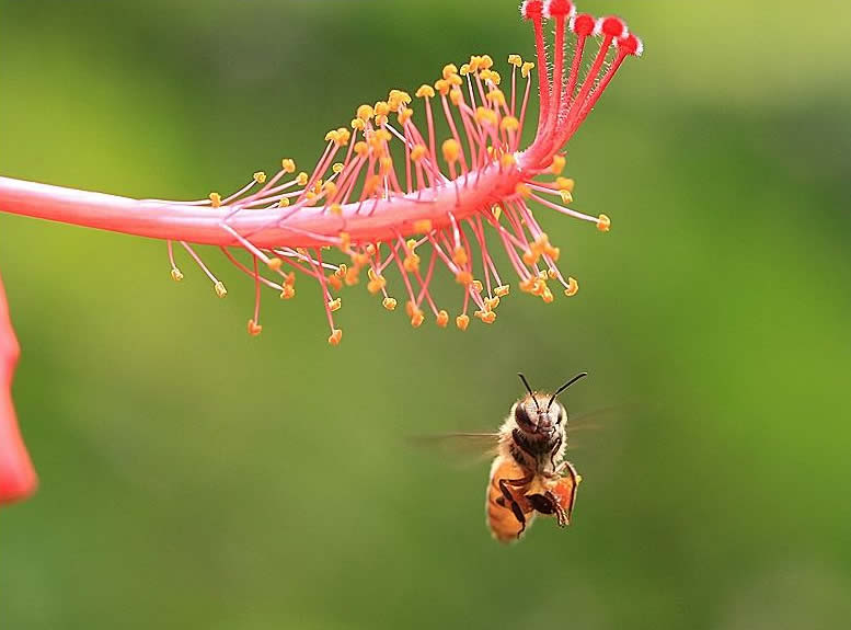 【蜜蜂養殖】養50箱蜜蜂能掙多少錢? 養50箱蜜蜂能掙多少錢?
