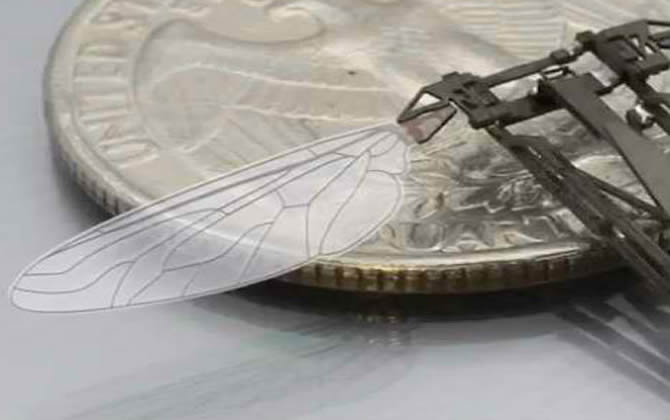 蜜蜂仿生學(xué) 蜜蜂仿生學(xué)