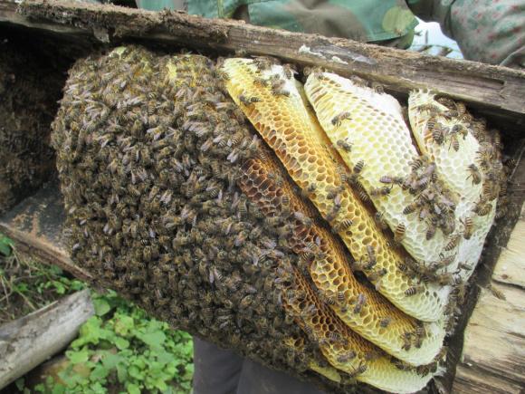 怎么才能加入養(yǎng)蜂協(xié)會(如何加入?yún)f(xié)會,快來看看吧) 怎么才能加入養(yǎng)蜂協(xié)會(如何加入?yún)f(xié)會,快來看看吧)