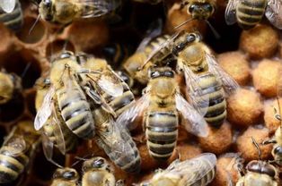 怎么才能加入養(yǎng)蜂協(xié)會(如何加入?yún)f(xié)會,快來看看吧) 怎么才能加入養(yǎng)蜂協(xié)會(如何加入?yún)f(xié)會,快來看看吧)