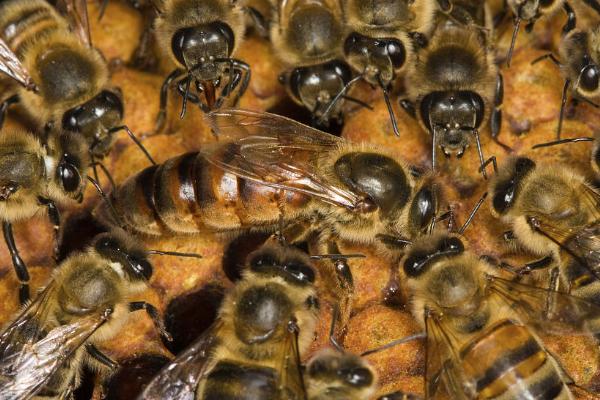 松丹一號(hào)可以定養(yǎng)嗎(適合定點(diǎn)飼養(yǎng)的意蜂品種) 松丹一號(hào)可以定養(yǎng)嗎(適合定點(diǎn)飼養(yǎng)的意蜂品種)