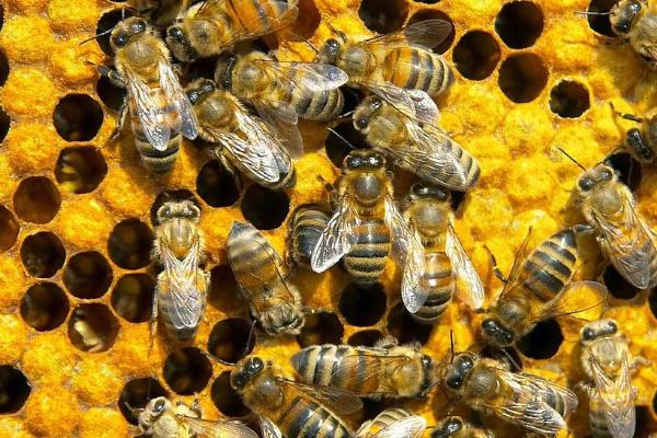 松丹一號(hào)可以定養(yǎng)嗎(適合定點(diǎn)飼養(yǎng)的意蜂品種) 松丹一號(hào)可以定養(yǎng)嗎(適合定點(diǎn)飼養(yǎng)的意蜂品種)