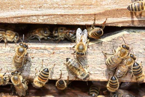 松丹一號(hào)可以定養(yǎng)嗎(適合定點(diǎn)飼養(yǎng)的意蜂品種) 松丹一號(hào)可以定養(yǎng)嗎(適合定點(diǎn)飼養(yǎng)的意蜂品種)