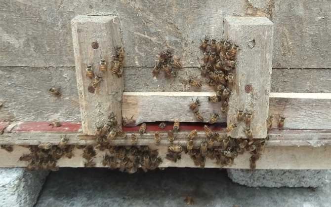 阿壩中蜂為什么容易起盜(中蜂為什么會起盜) 阿壩中蜂為什么容易起盜(中蜂為什么會起盜)