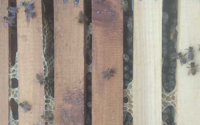 阿壩中蜂為什么容易起盜(中蜂為什么會起盜) 阿壩中蜂為什么容易起盜(中蜂為什么會起盜)