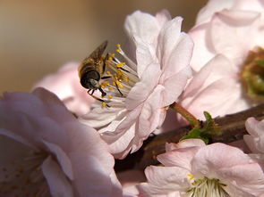 老年工蜂是什么顏色(偵查蜂和工蜂怎么區別) 老年工蜂是什么顏色(偵查蜂和工蜂怎么區別)