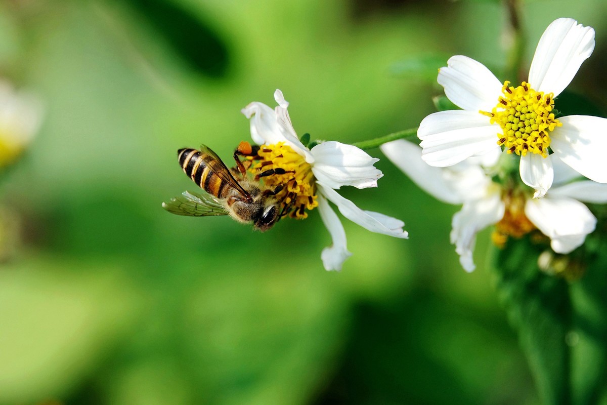 蜜蜂最怕什么味道會跑？
