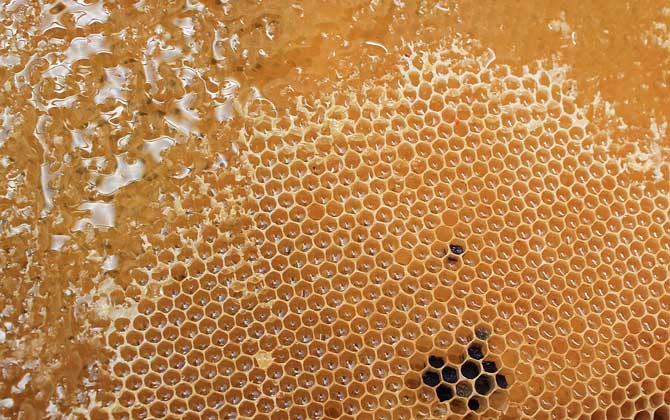 蜂蜜有什么功效與用途(蜂蜜的功效與作用) 蜂蜜有什么功效與用途(蜂蜜的功效與作用)