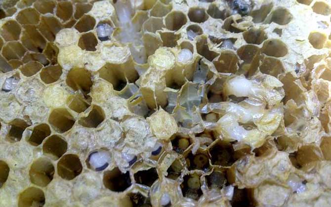 阿壩中蜂要怎么抗病毒(中蜂病蟲害防治和用藥方法) 阿壩中蜂要怎么抗病毒(中蜂病蟲害防治和用藥方法)