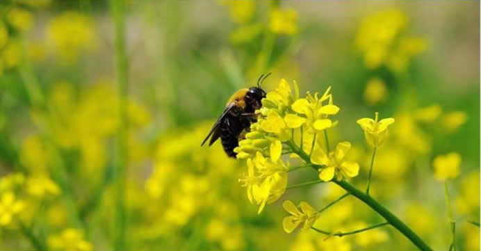 【蜜蜂養(yǎng)殖】2018年養(yǎng)蜂成本和利潤 2018年養(yǎng)蜂成本和利潤