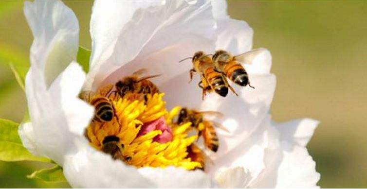 【蜜蜂養(yǎng)殖】2018年養(yǎng)蜂成本和利潤 2018年養(yǎng)蜂成本和利潤