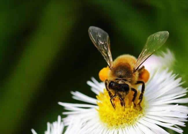 【蜜蜂養(yǎng)殖】2018年養(yǎng)蜂成本和利潤 2018年養(yǎng)蜂成本和利潤