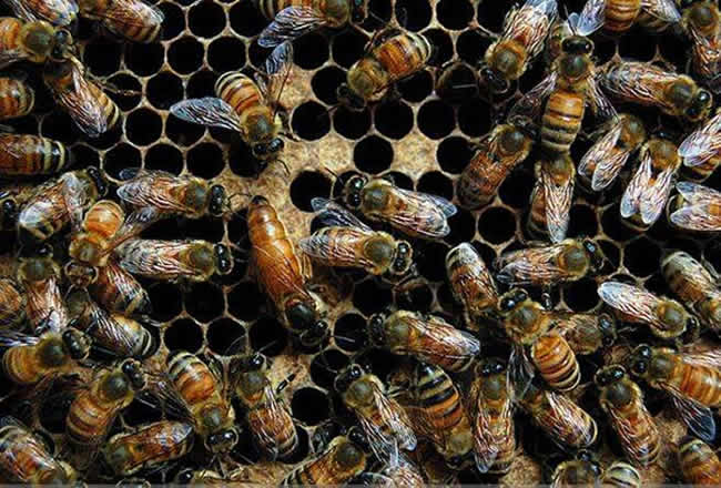 【蜜蜂知識】東北黑蜂有哪些缺點(diǎn)？