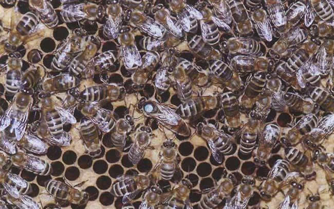 【蜜蜂知識】東北黑蜂有哪些缺點(diǎn)？