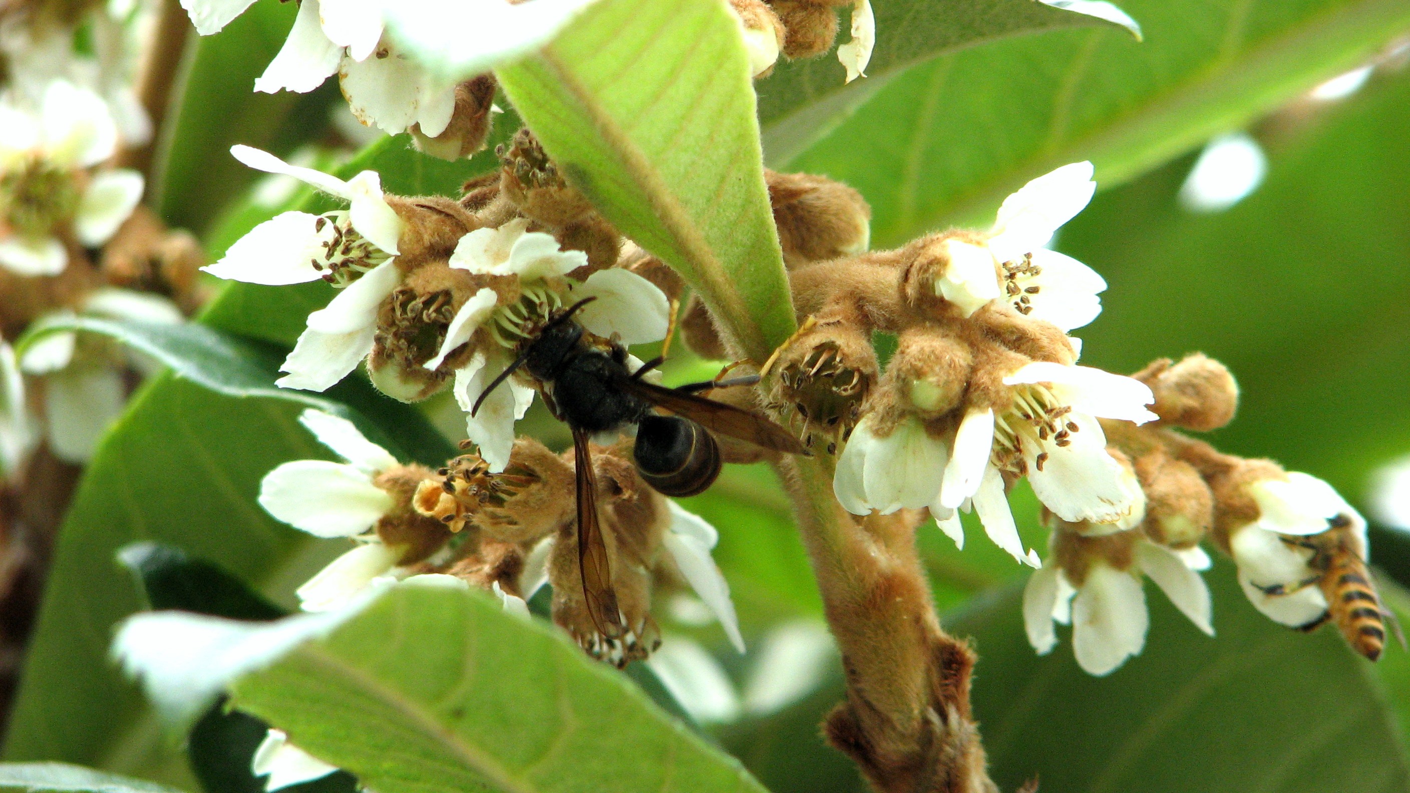 中國三大蜜源植物指的是哪三種(常見的蜜源植物有哪些) 中國三大蜜源植物指的是哪三種(常見的蜜源植物有哪些)