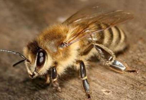 松丹一號和卡意雜交種相比(卡意雜交蜂王優缺點) 松丹一號和卡意雜交種相比(卡意雜交蜂王優缺點)