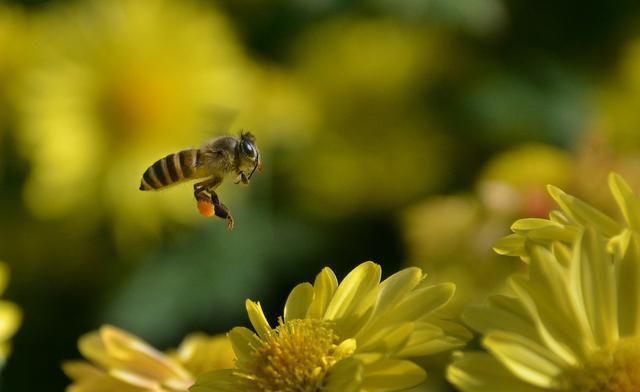 冬季蜜源植物有哪些?(盤點主要的蜜源植物) 冬季蜜源植物有哪些?(盤點主要的蜜源植物)