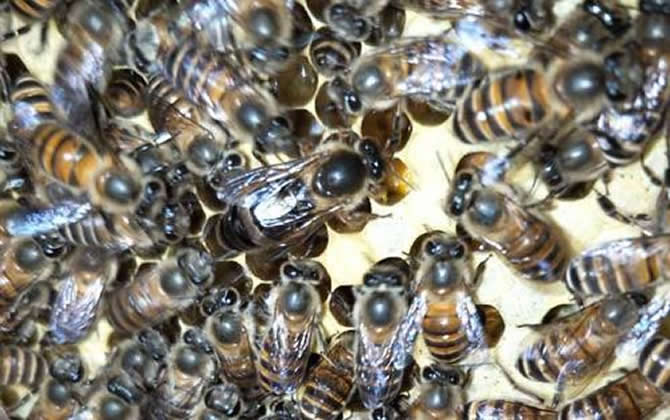 琿春黑蜂蜂王介紹 琿春黑蜂蜂王