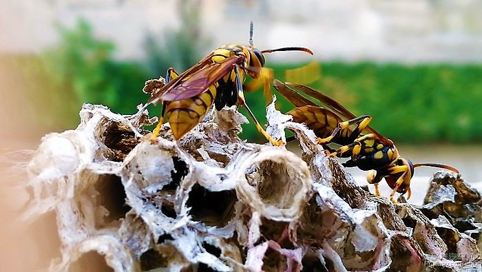 胡蜂養(yǎng)殖前景與市場(胡蜂養(yǎng)殖前景怎么樣) 胡蜂養(yǎng)殖前景與市場(胡蜂養(yǎng)殖前景怎么樣)