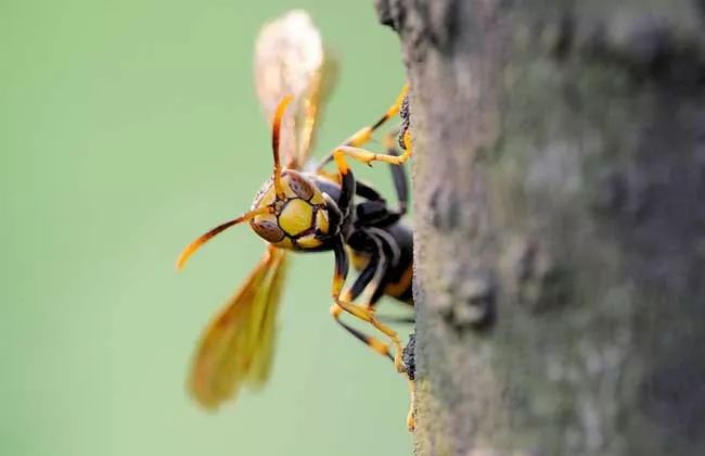 胡蜂養(yǎng)殖前景與市場(胡蜂養(yǎng)殖前景怎么樣) 胡蜂養(yǎng)殖前景與市場(胡蜂養(yǎng)殖前景怎么樣)
