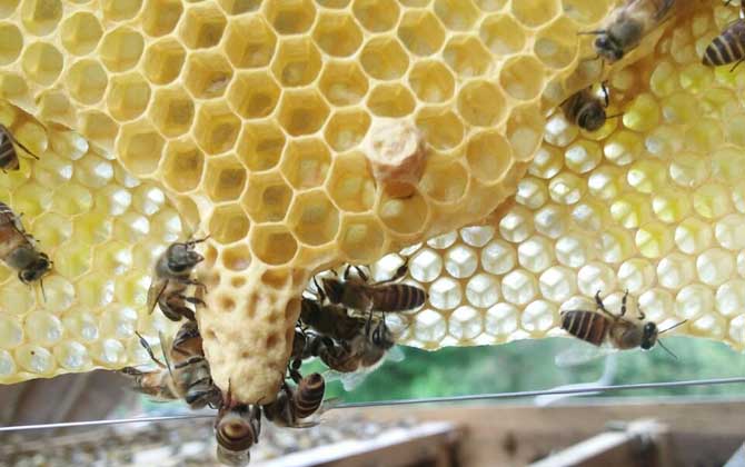 人工王臺怎么做的(人工王臺怎么做最簡單) 人工王臺怎么做的(人工王臺怎么做最簡單)