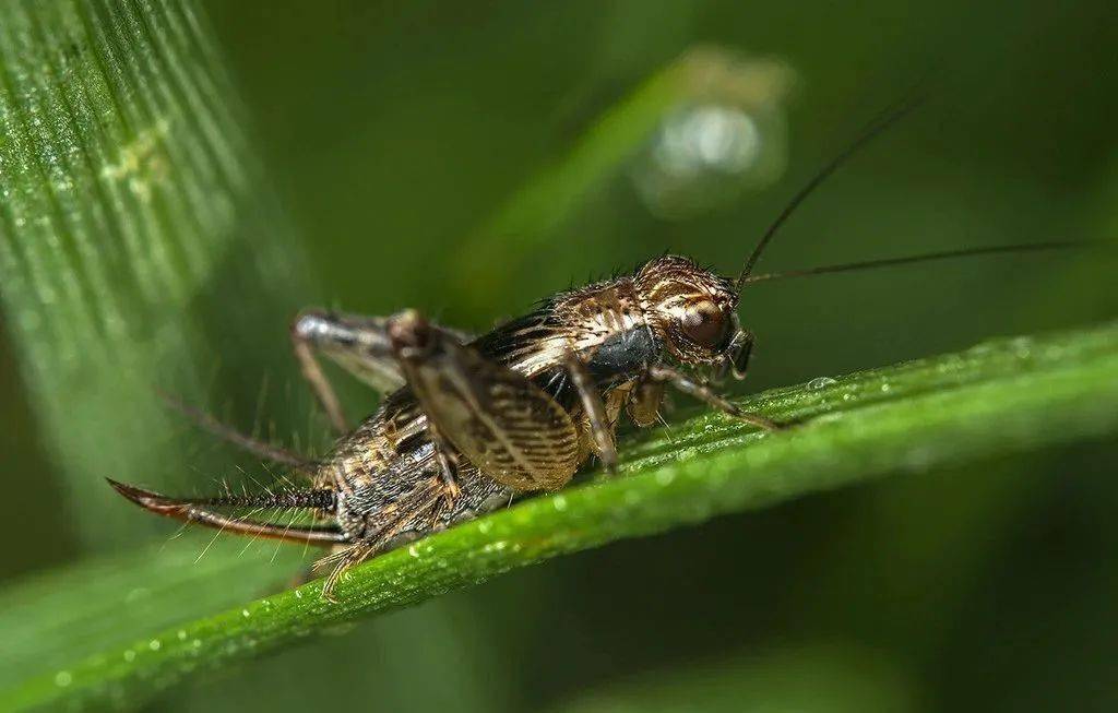 蟋蟀是益蟲(chóng)還是害蟲(chóng)（蟋蟀的用途和作用）