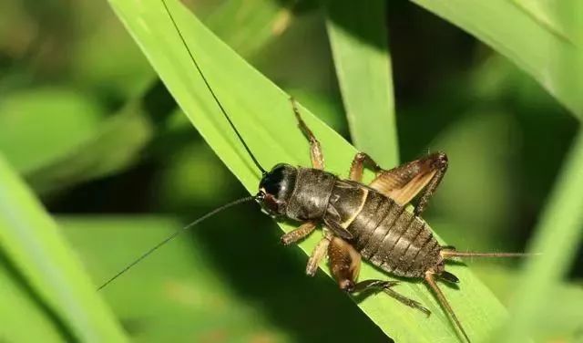 蟋蟀是益蟲(chóng)還是害蟲(chóng)（蟋蟀的用途和作用）