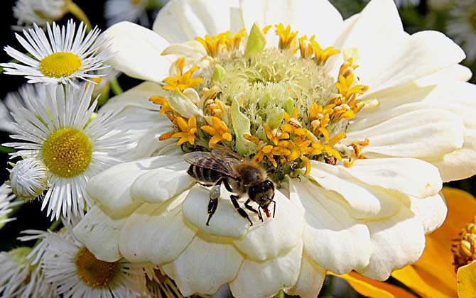 蜜蜂是采花粉還是吸花蜜(蜜蜂采的是花蜜還是花粉) 蜜蜂是采花粉還是吸花蜜(蜜蜂采的是花蜜還是花粉)