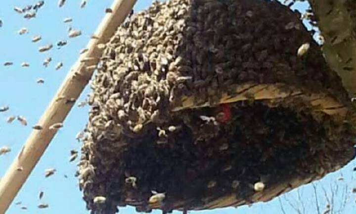 中蜂囊狀幼蟲病如何防治？