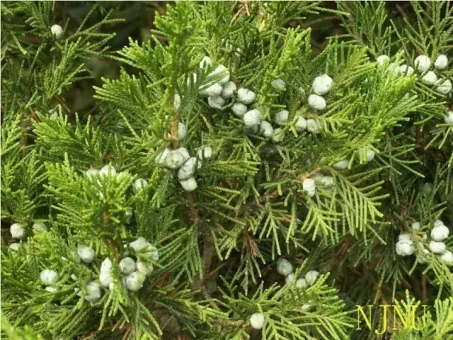 柏樹的種類有哪些(柏樹種類分辨方法) 柏樹的種類有哪些(柏樹種類分辨方法)