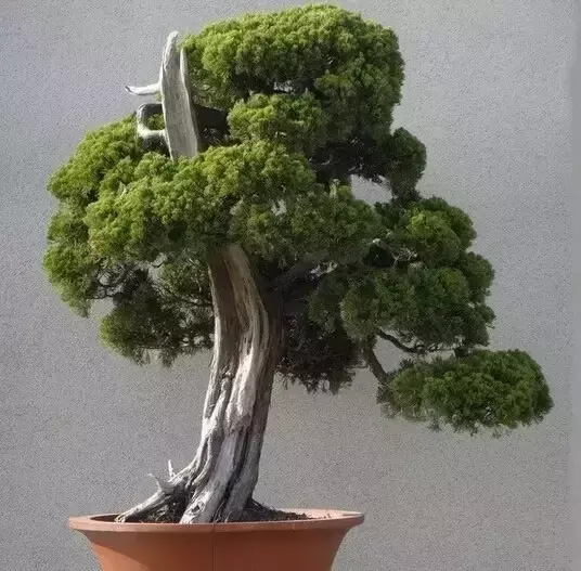 柏樹的種類有哪些(柏樹種類分辨方法) 柏樹的種類有哪些(柏樹種類分辨方法)