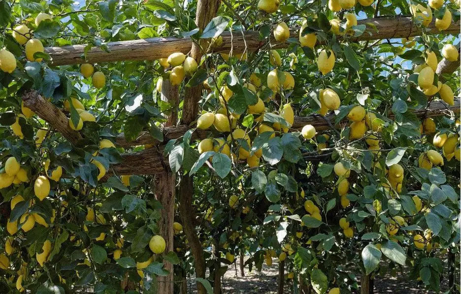 怎樣種植檸檬才結(jié)果(檸檬栽培技術(shù)要點(diǎn)) 怎樣種植檸檬才結(jié)果(檸檬栽培技術(shù)要點(diǎn))